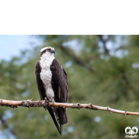 گونه عقاب ماهیگیر Osprey